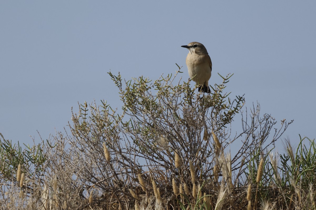 Isabelline Wheatear - ML618142524