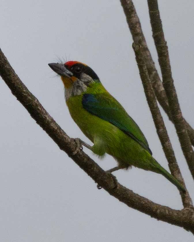 Golden-throated Barbet - ML618142530