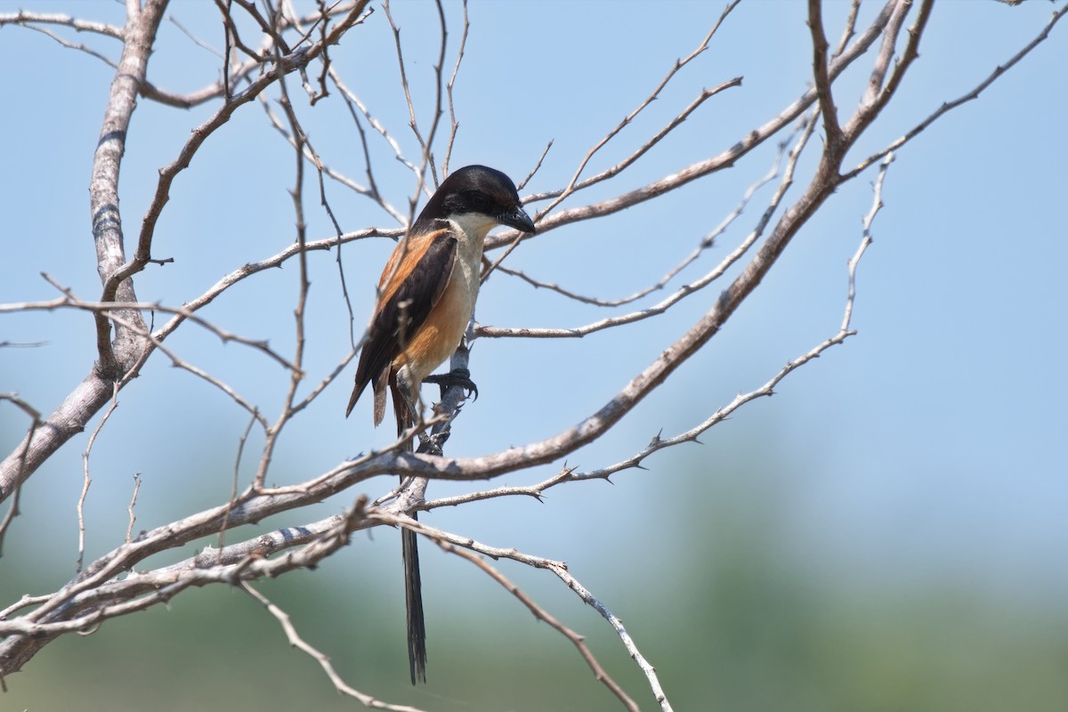 Алаг дунхай - ML618142540