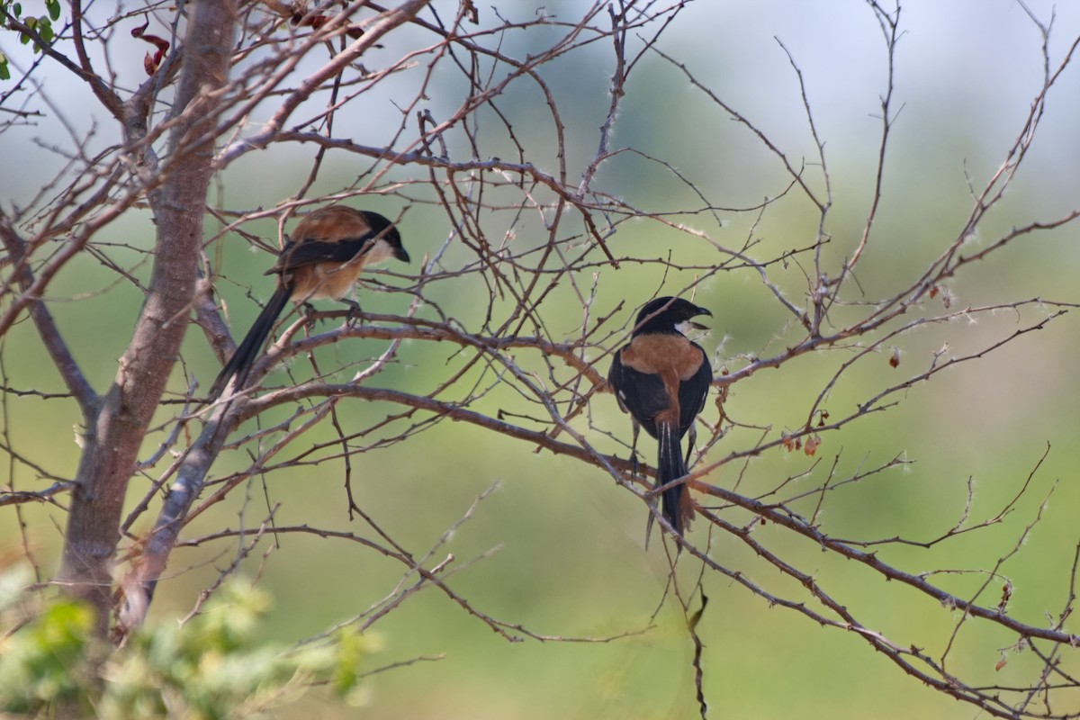 Алаг дунхай - ML618142541