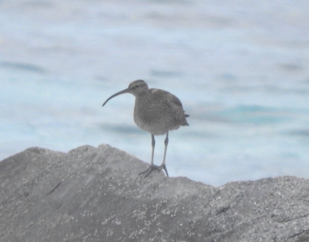 Regenbrachvogel - ML618142542