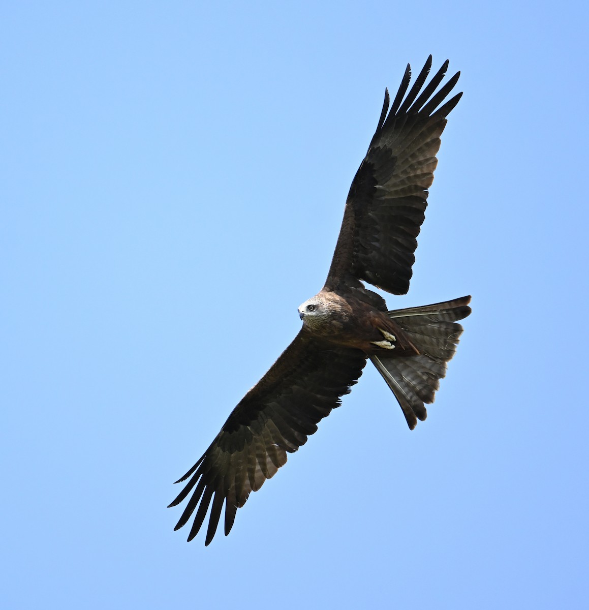 Black Kite (Yellow-billed) - David Darrell-Lambert