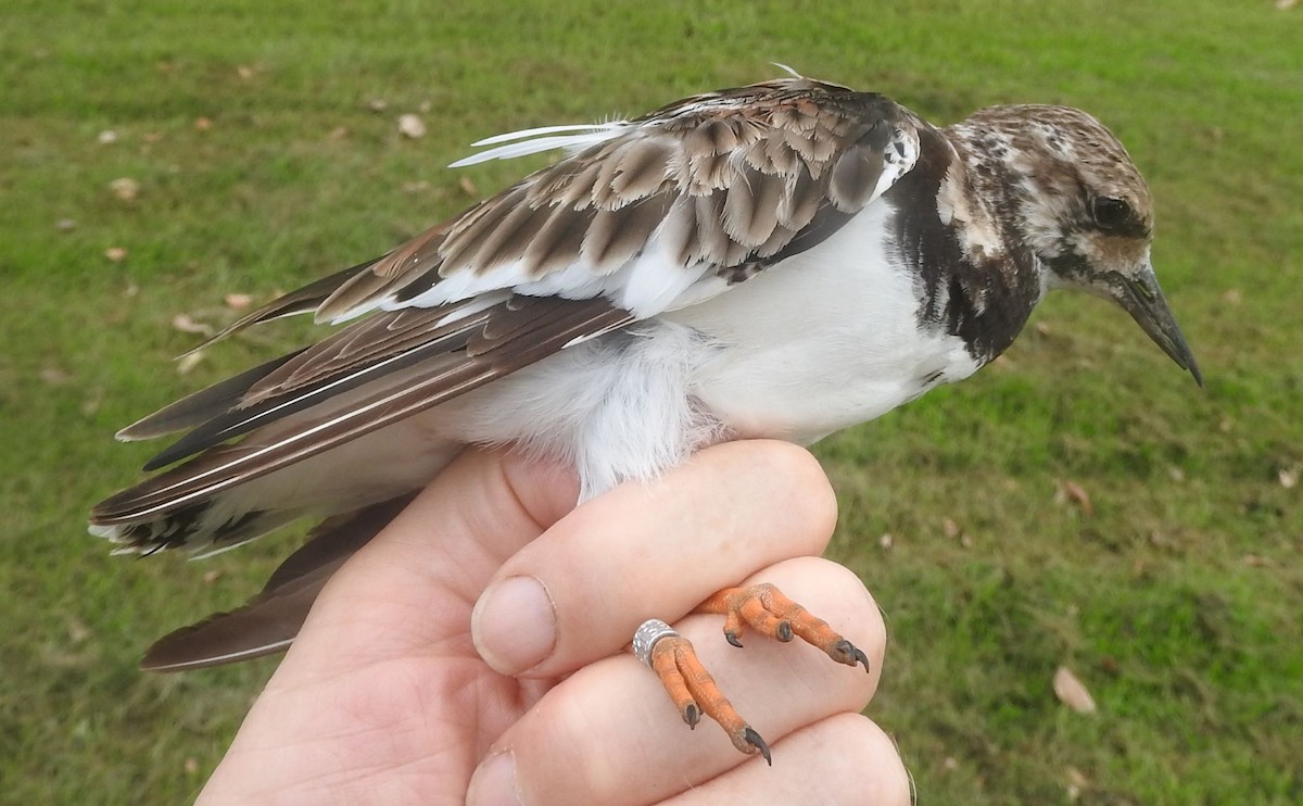 Ruddy Turnstone - ML618142548