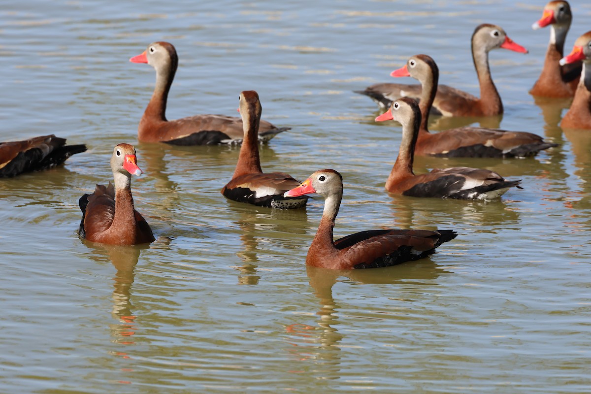 Black-bellied Whistling-Duck - Jamie Adams