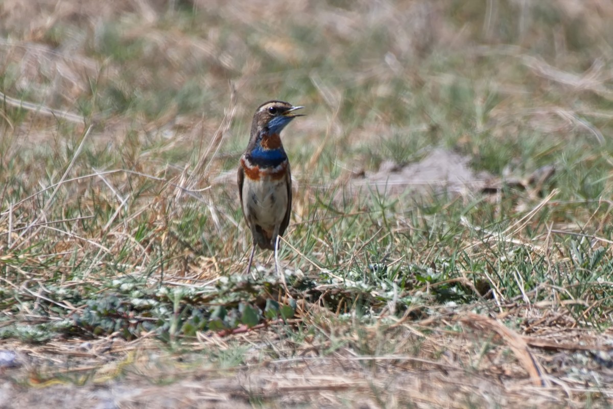 Сондорт гургалдай - ML618142552