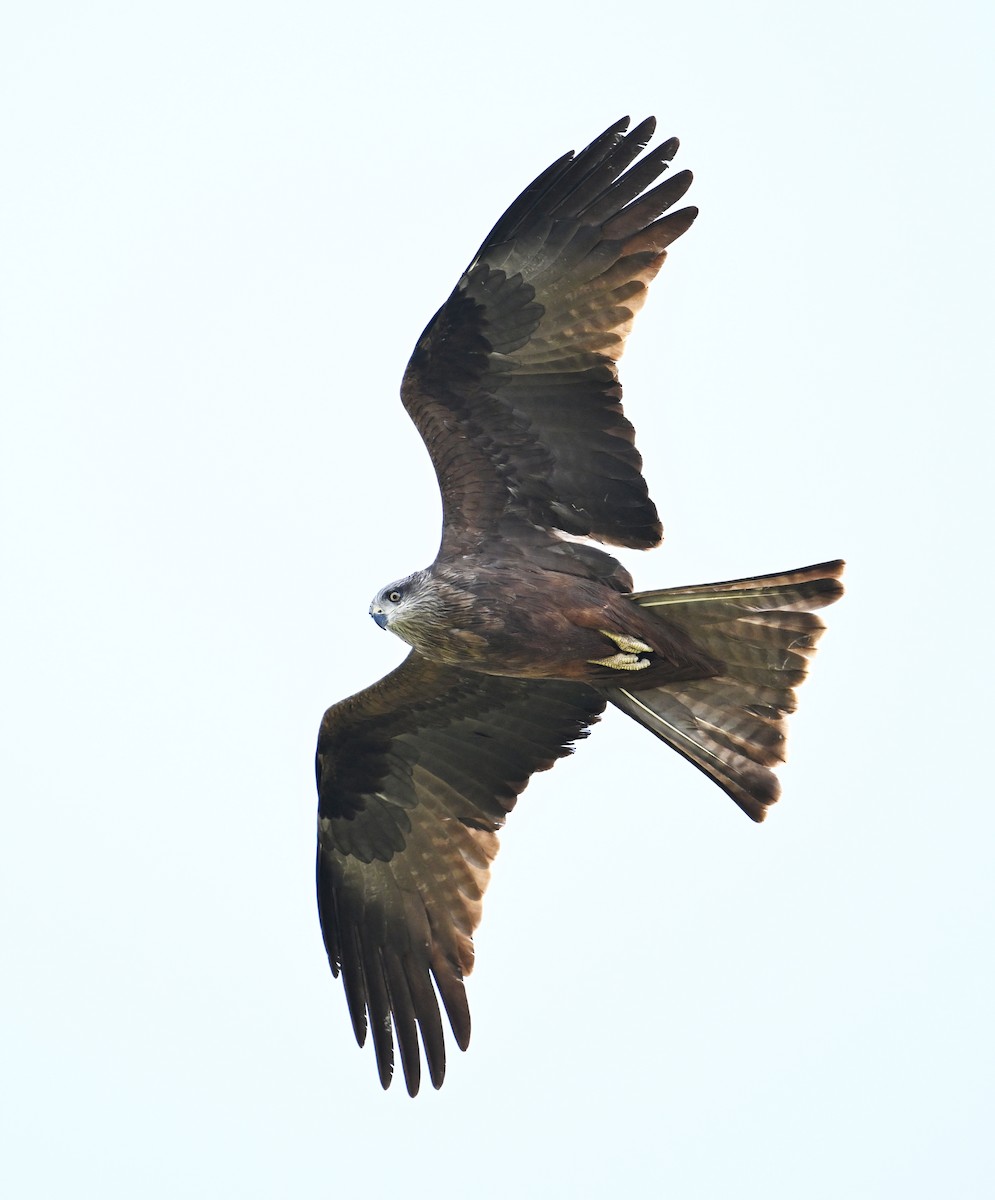 Black Kite (Yellow-billed) - David Darrell-Lambert