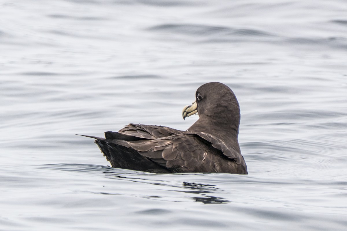 Puffin à menton blanc - ML618142562