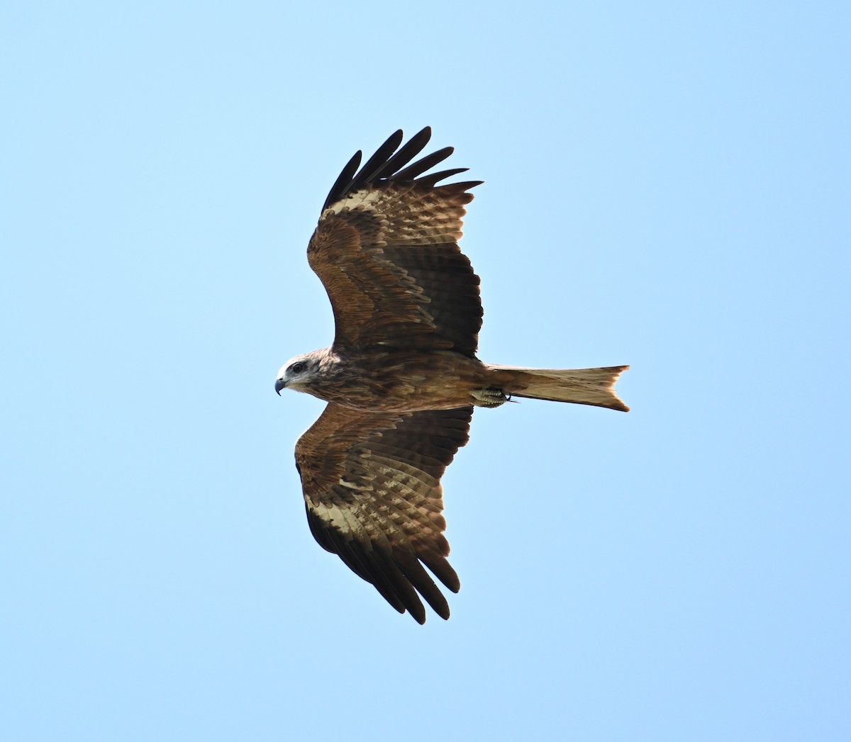 Black Kite (Yellow-billed) - David Darrell-Lambert