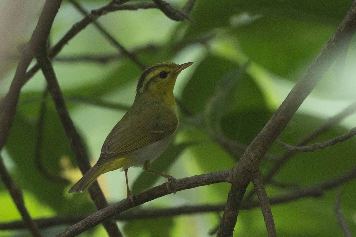 Yellow-vented Warbler - Samanvitha Rao