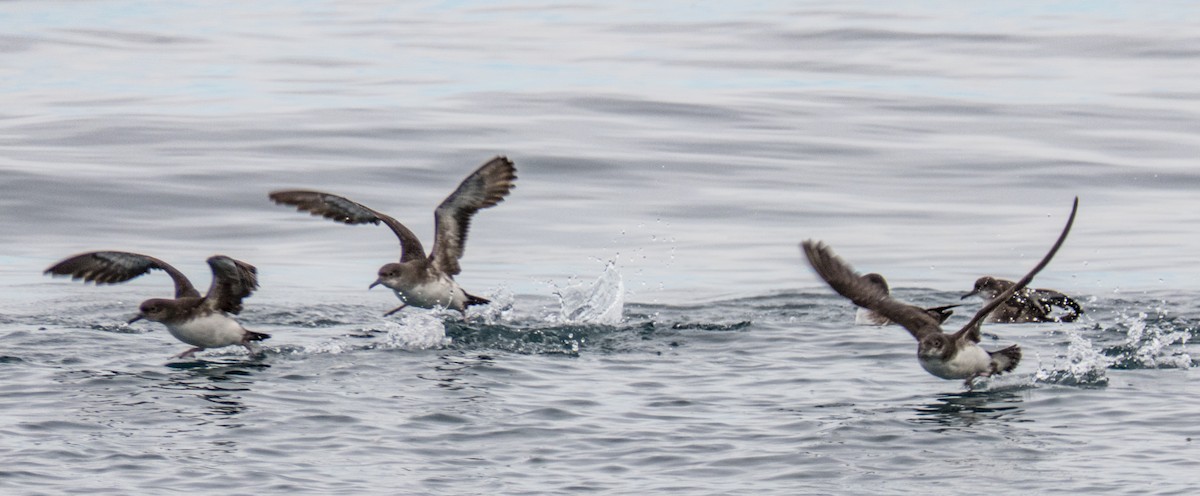 Hutton's Shearwater - Andrew Smith