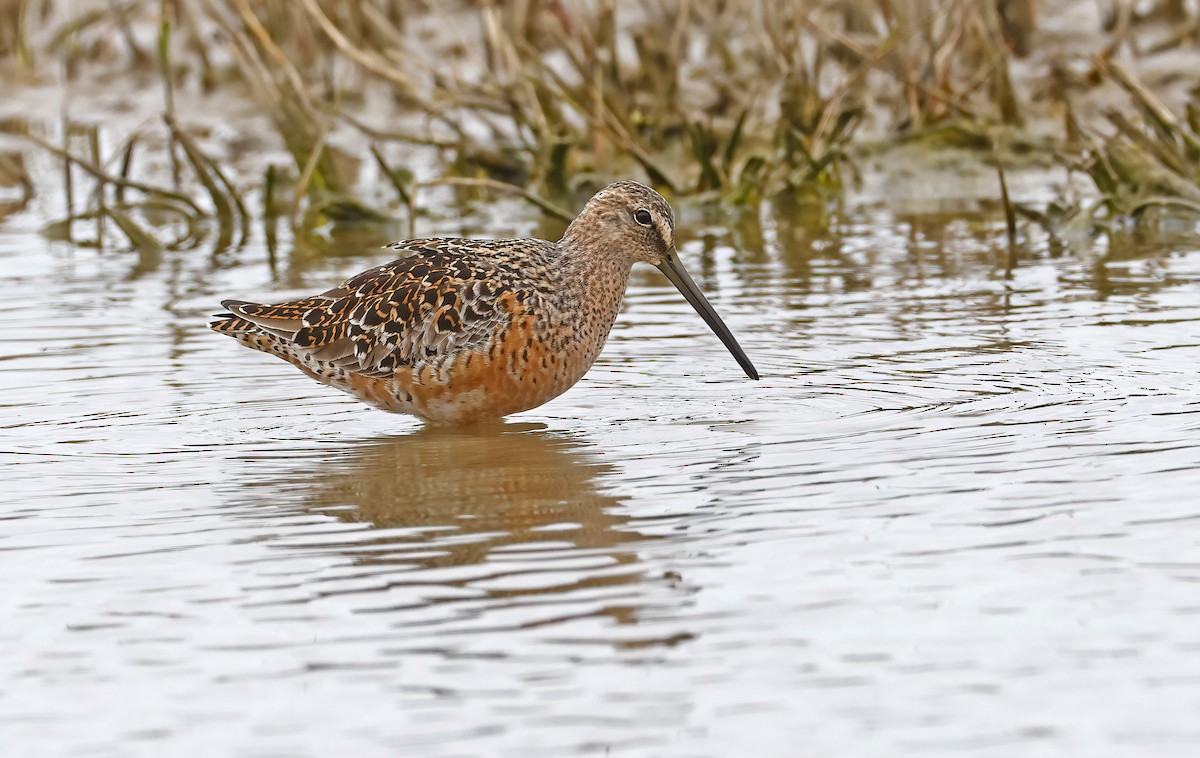 Long-billed Dowitcher - ML618142615