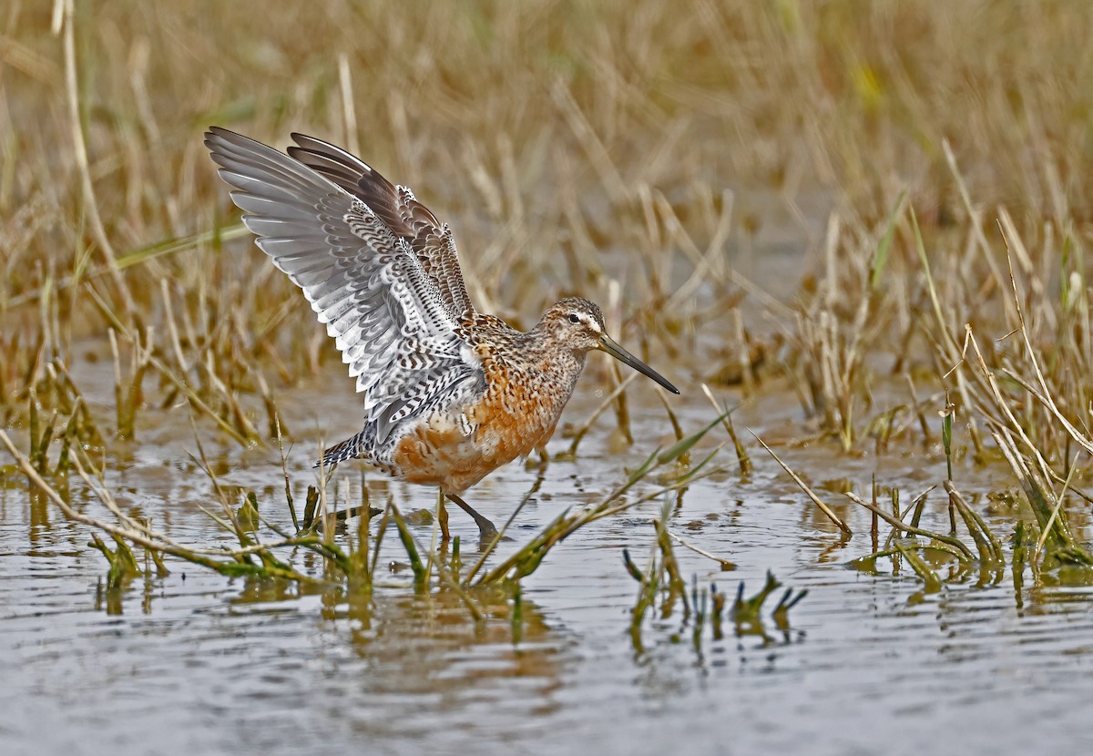 Long-billed Dowitcher - ML618142616