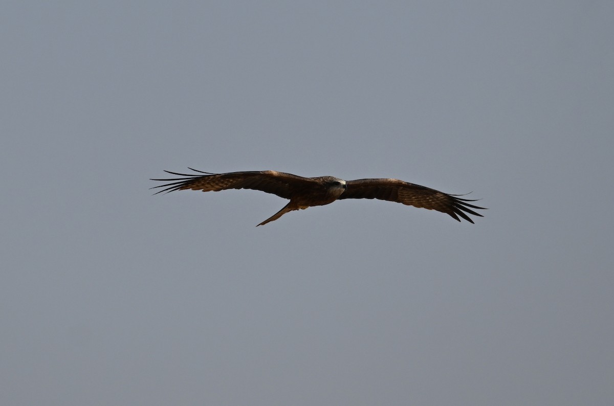 Black Kite (Yellow-billed) - David Darrell-Lambert