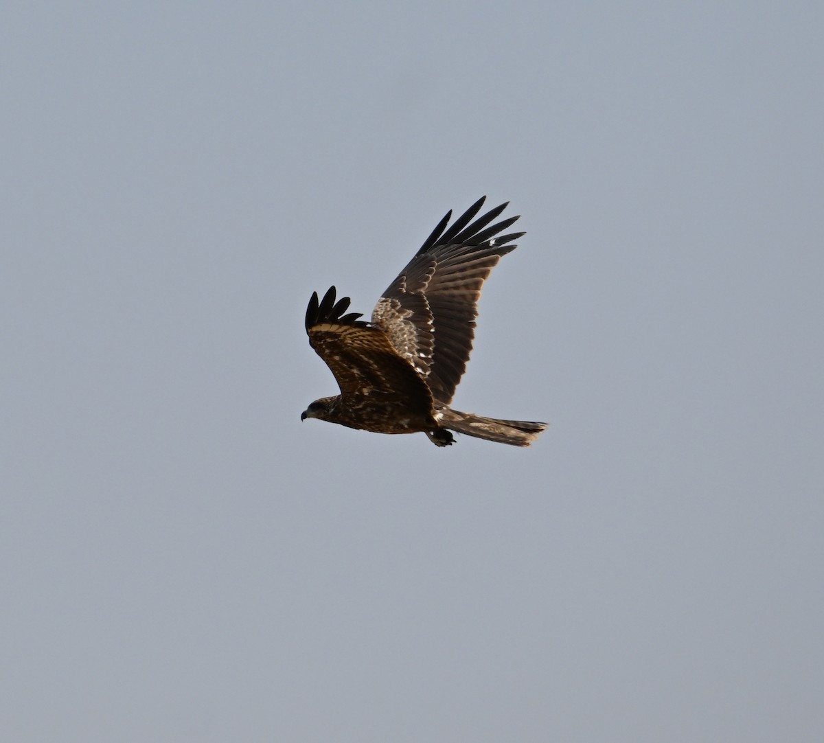 Black Kite (Yellow-billed) - David Darrell-Lambert