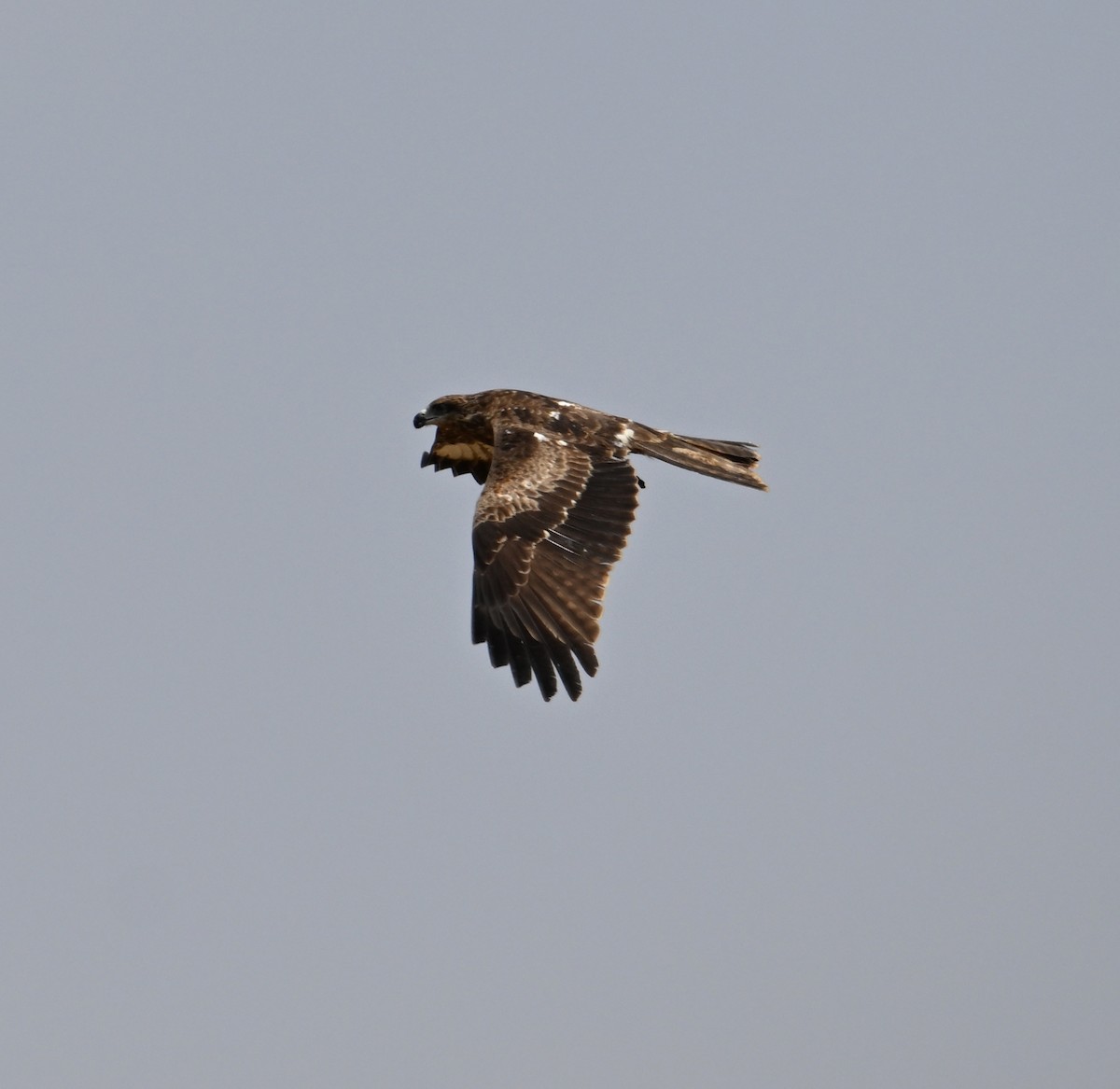 Black Kite (Yellow-billed) - David Darrell-Lambert