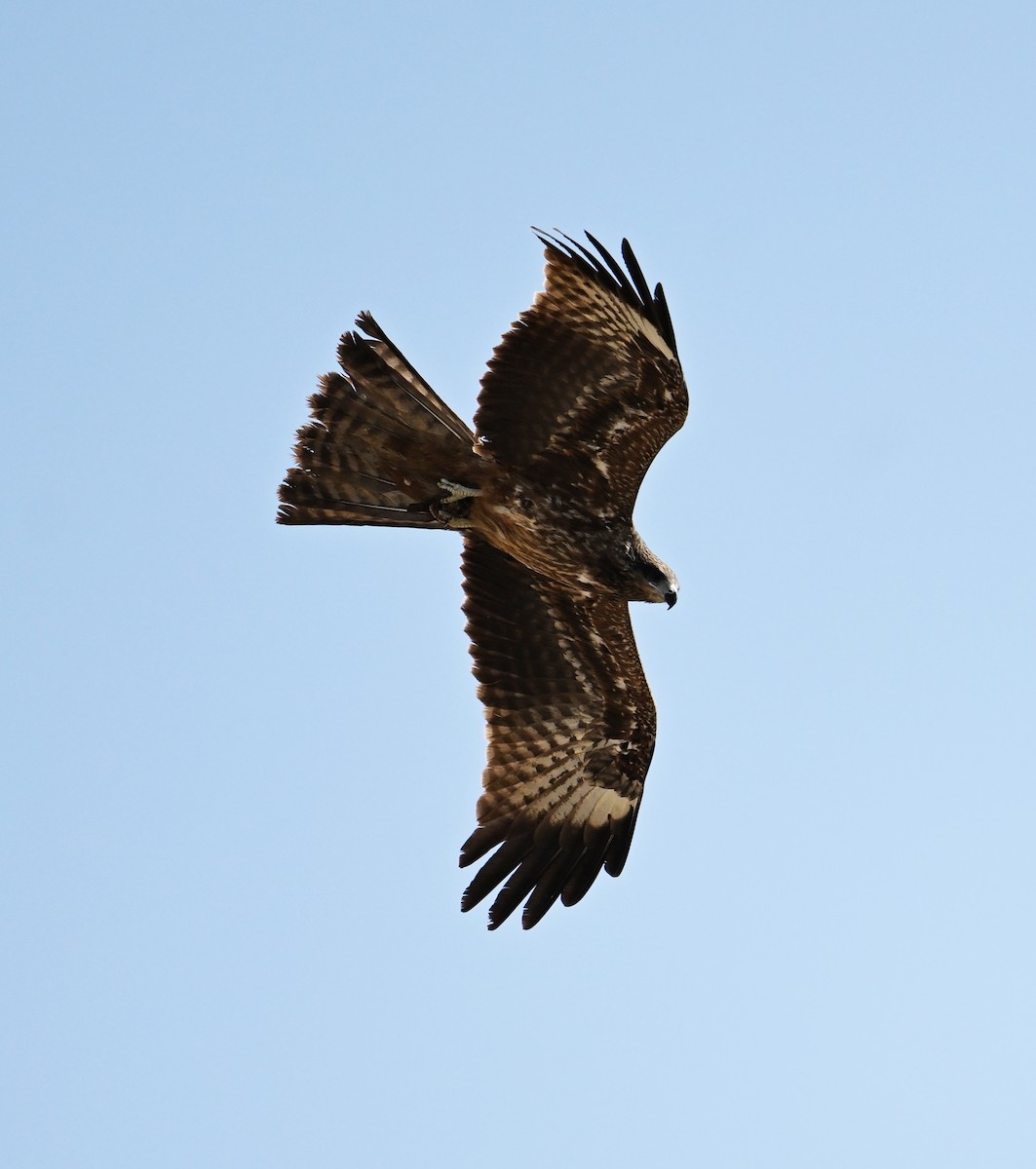 Black Kite (Yellow-billed) - David Darrell-Lambert