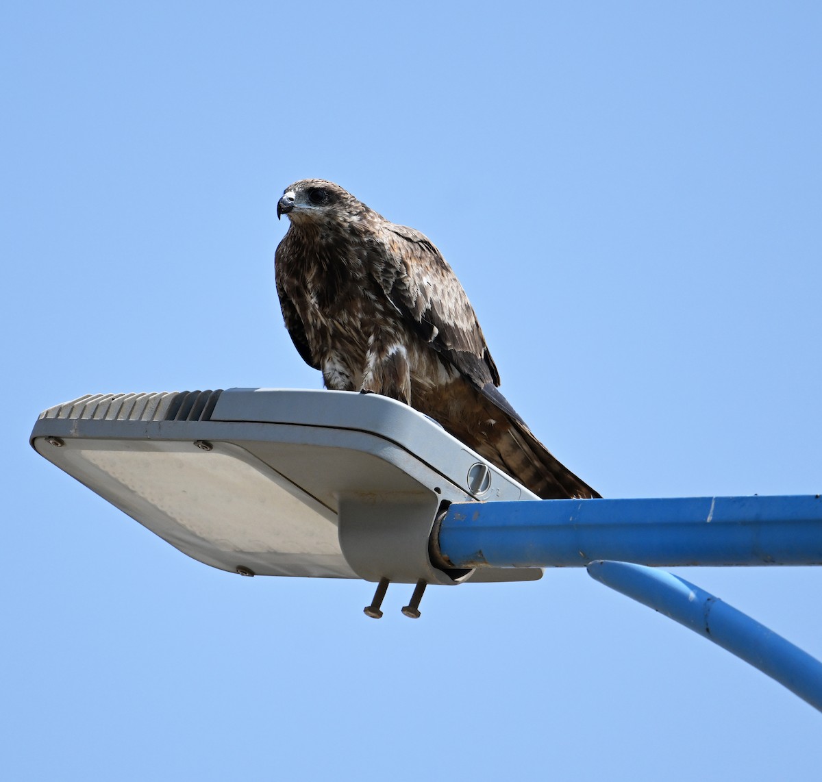 Black Kite (Yellow-billed) - David Darrell-Lambert