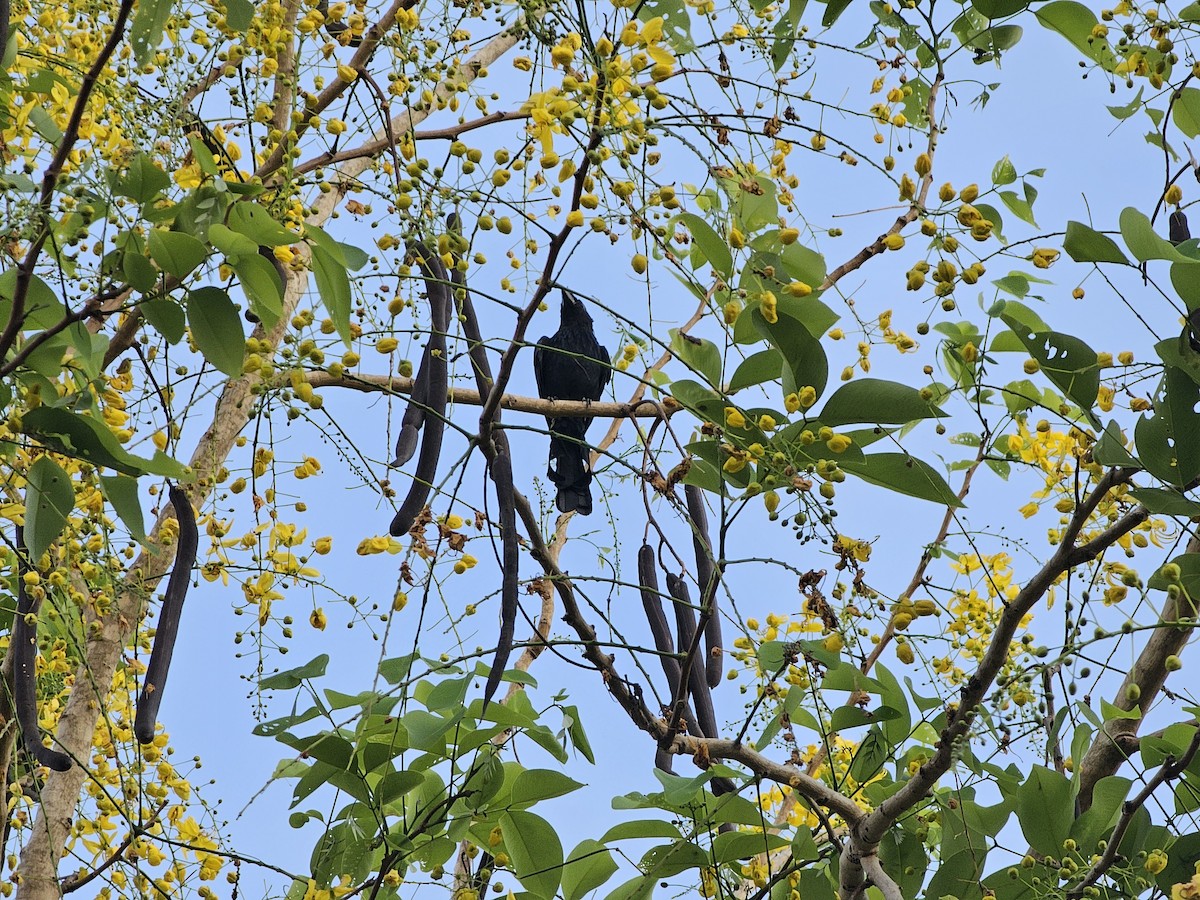 Hair-crested Drongo - Tanawan Leeboonngam