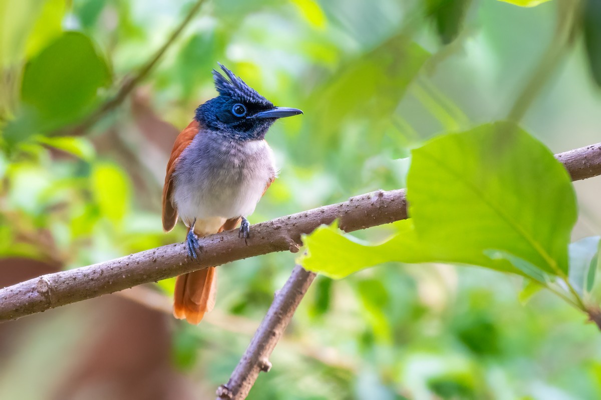 Indian Paradise-Flycatcher - Deepak Kumar Thyagarajan