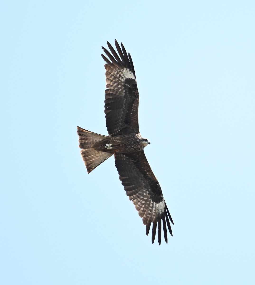 Black Kite (Yellow-billed) - ML618142665