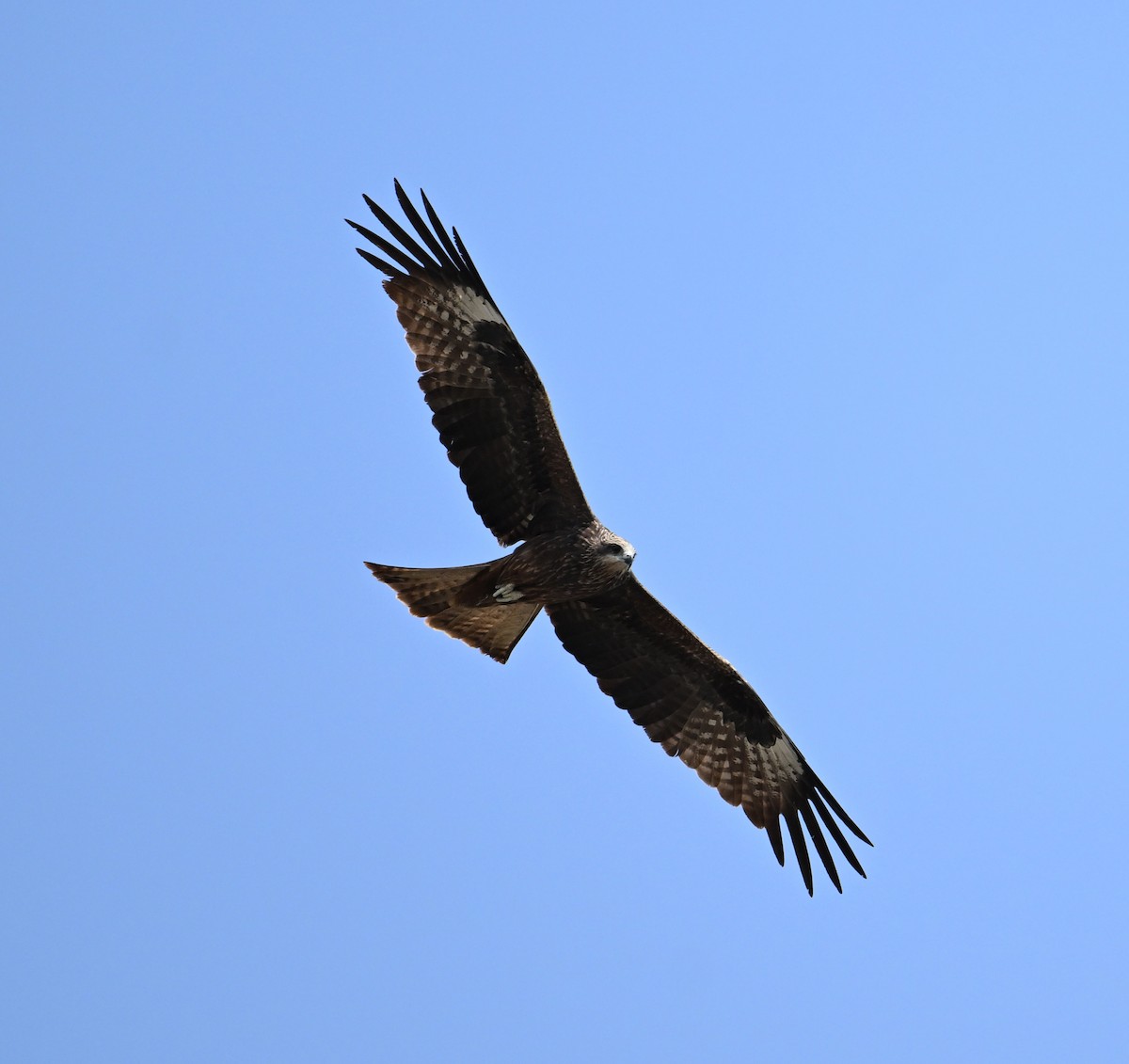 Black Kite (Yellow-billed) - ML618142667