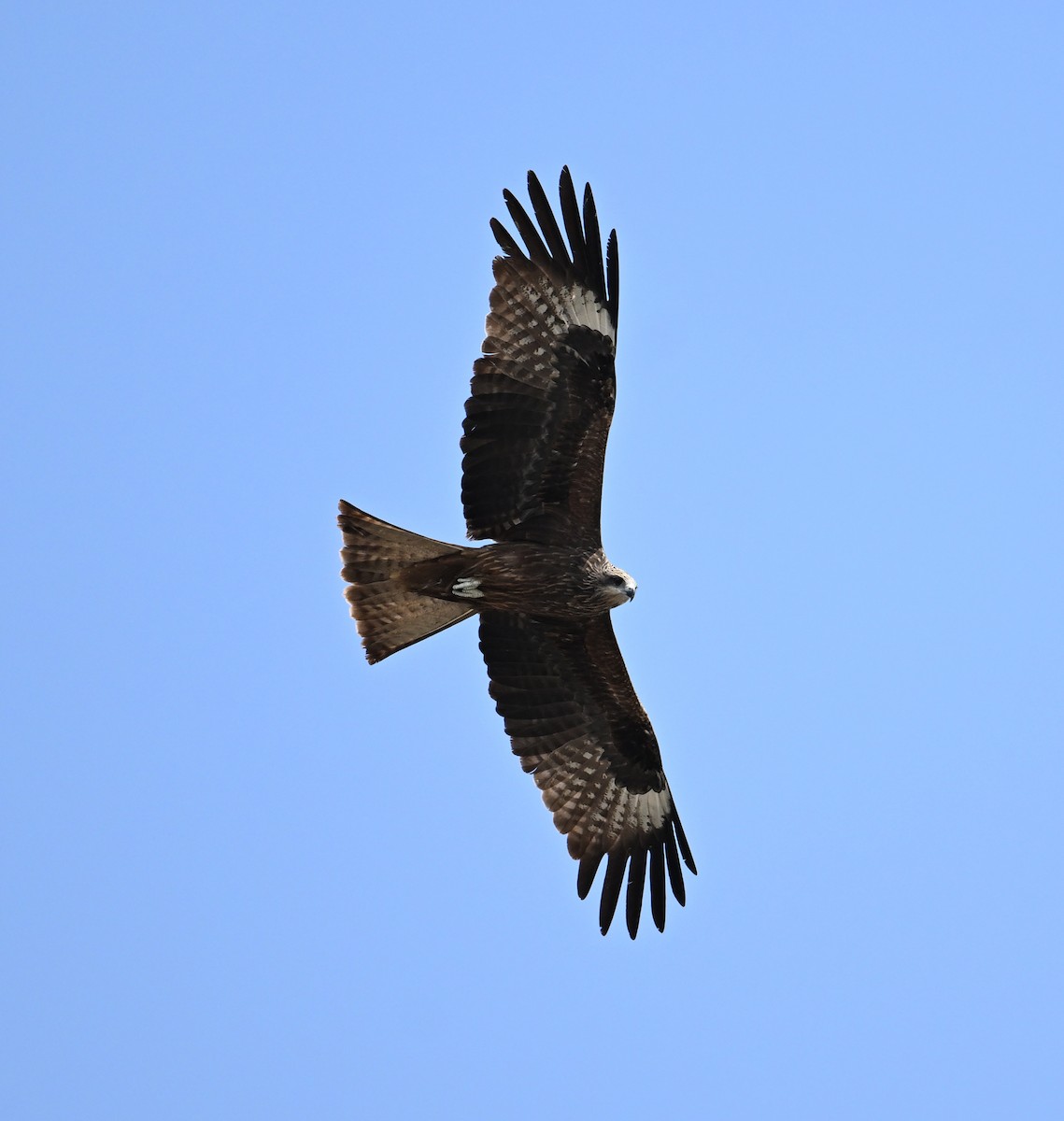 Black Kite (Yellow-billed) - ML618142668