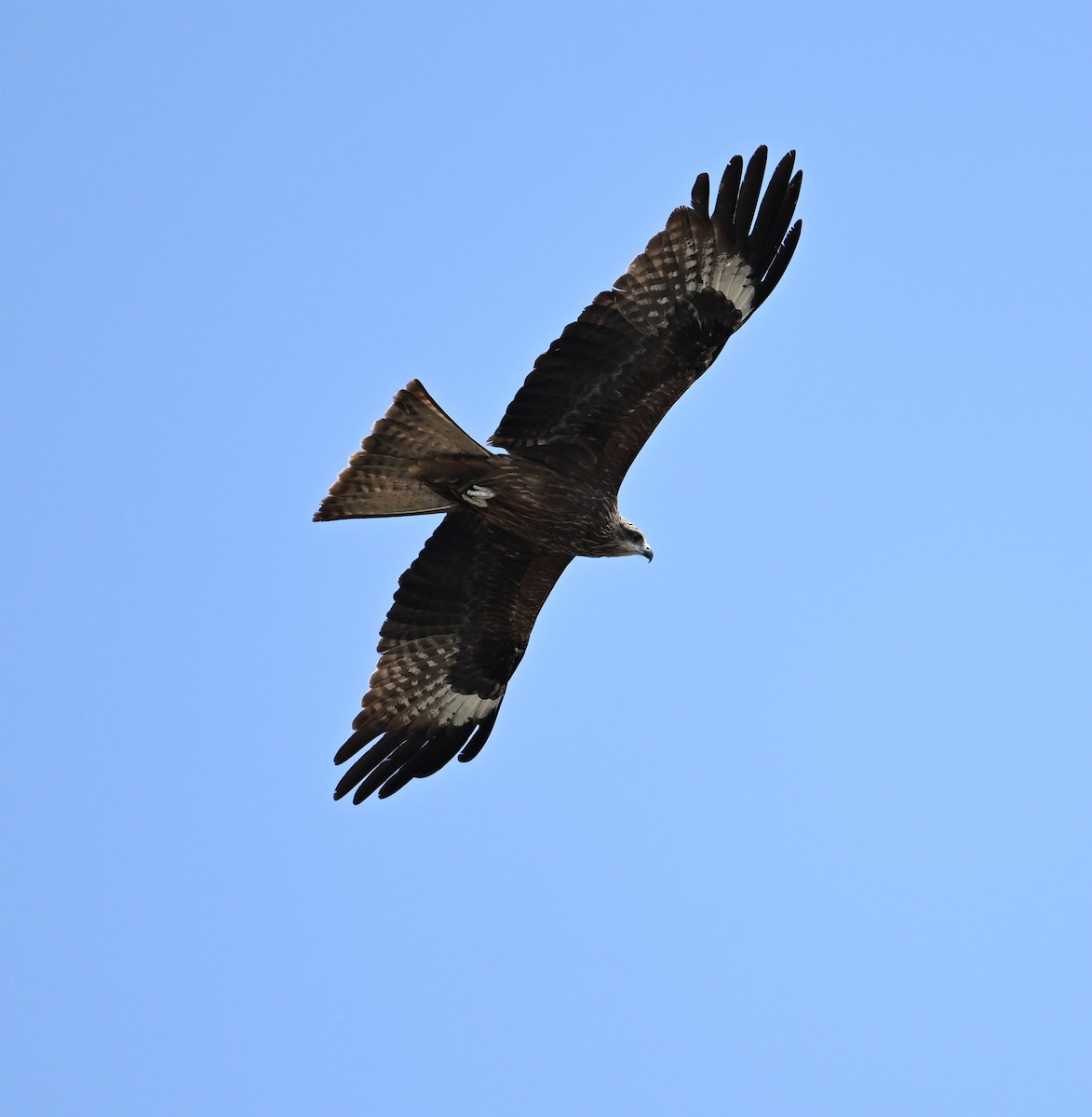 Black Kite (Yellow-billed) - ML618142670