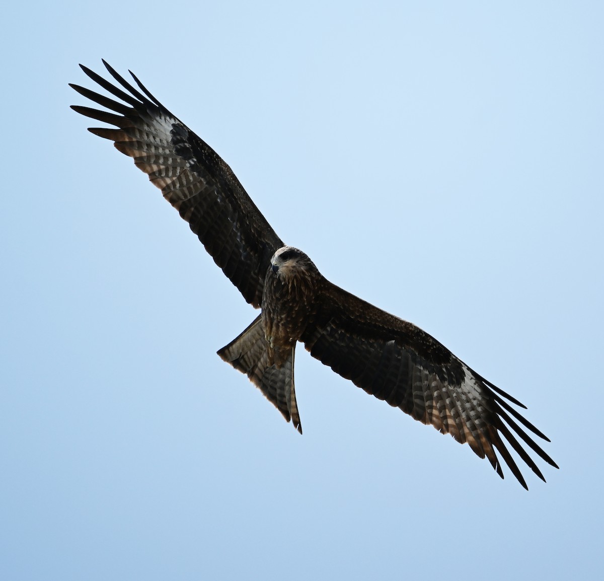 Black Kite (Yellow-billed) - ML618142671