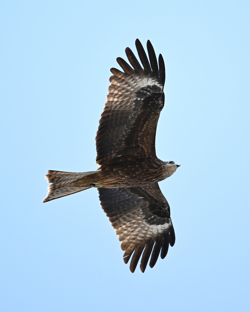 Black Kite (Yellow-billed) - ML618142678