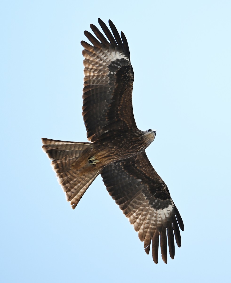 Black Kite (Yellow-billed) - ML618142681