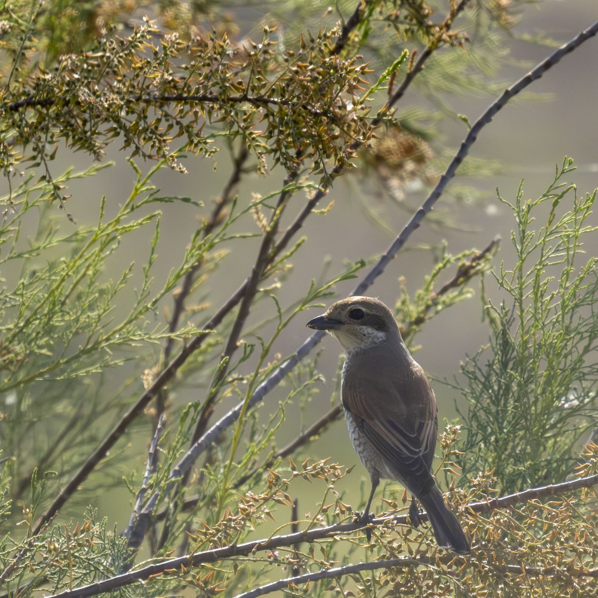 Red-backed Shrike - ML618142687