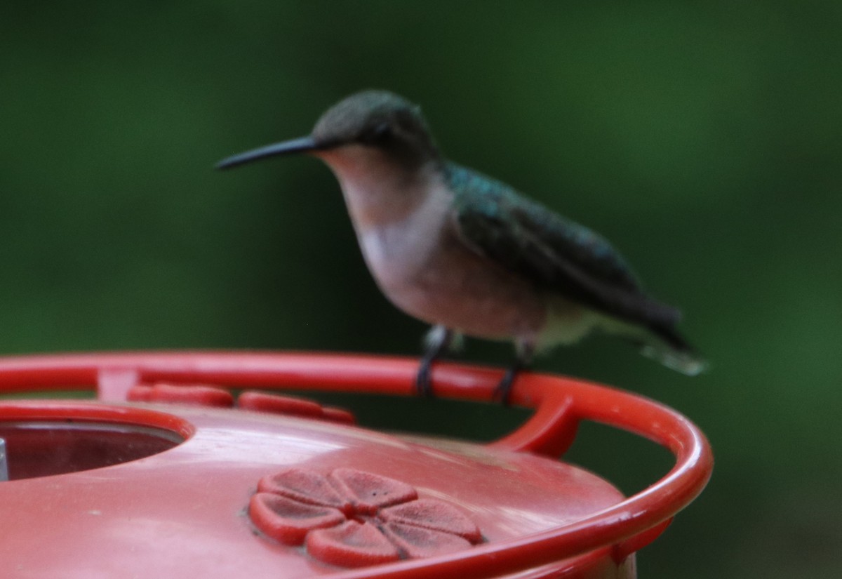 Ruby-throated Hummingbird - Betty Thomas