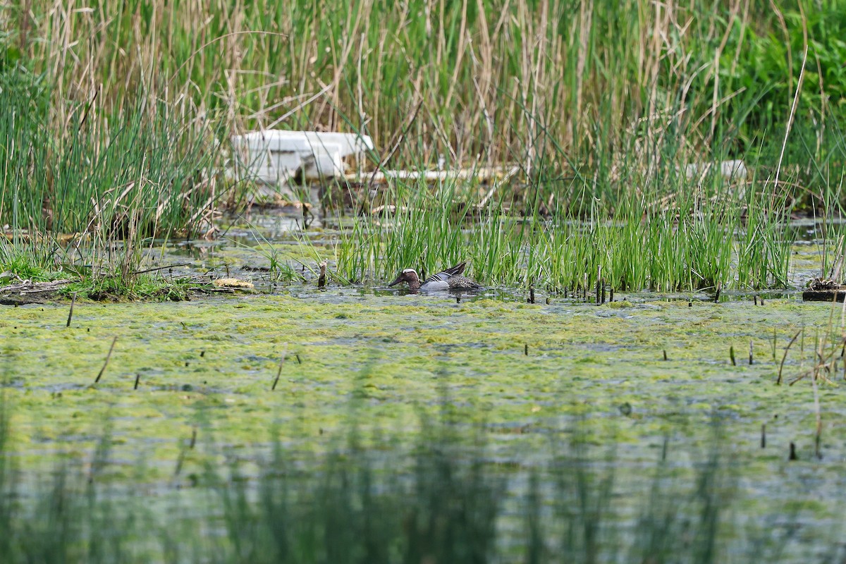 Garganey - Shin Mun Cheol