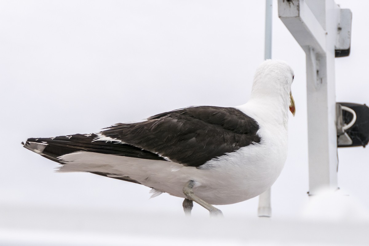 Kelp Gull - Andrew Smith