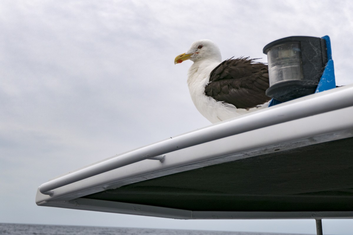 Kelp Gull - ML618142769