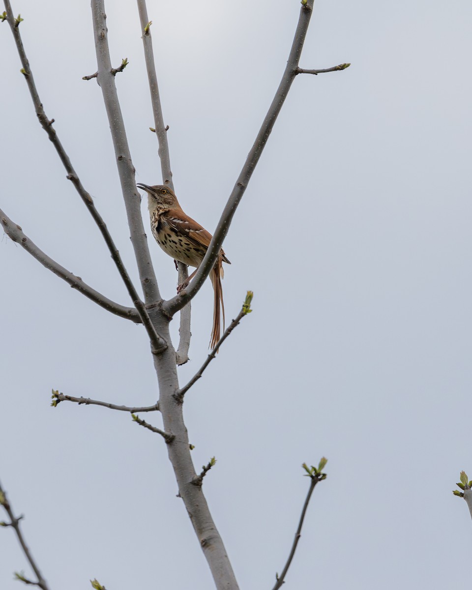 Brown Thrasher - Jamie Wert