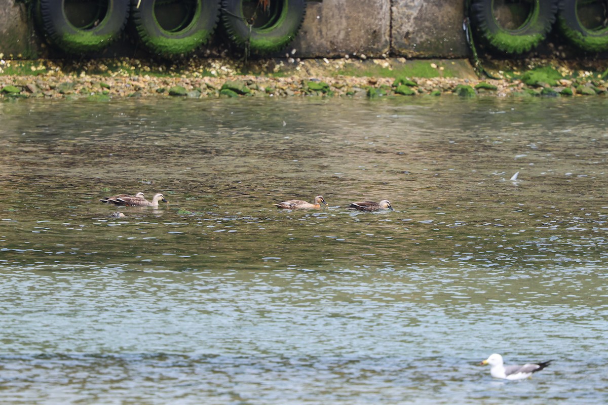 Mallard x Eastern Spot-billed Duck (hybrid) - Shin Mun Cheol