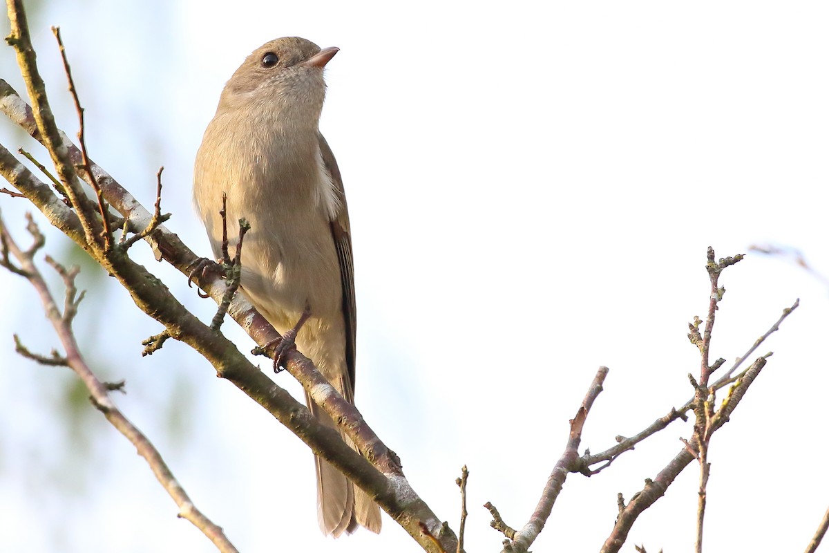 Golden Whistler - ML618142792