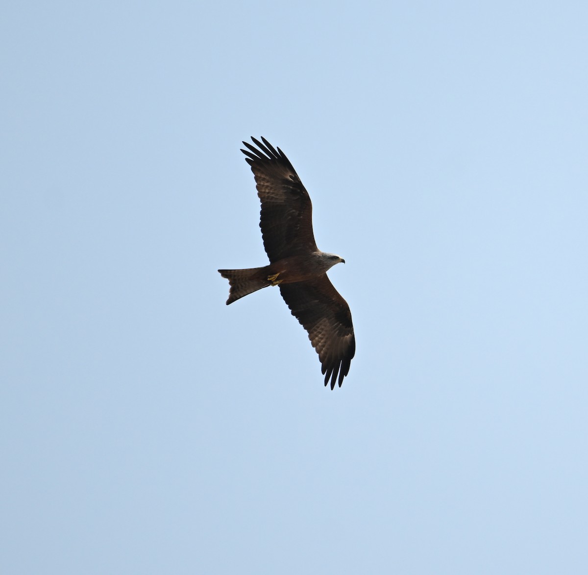 Black Kite (Yellow-billed) - David Darrell-Lambert