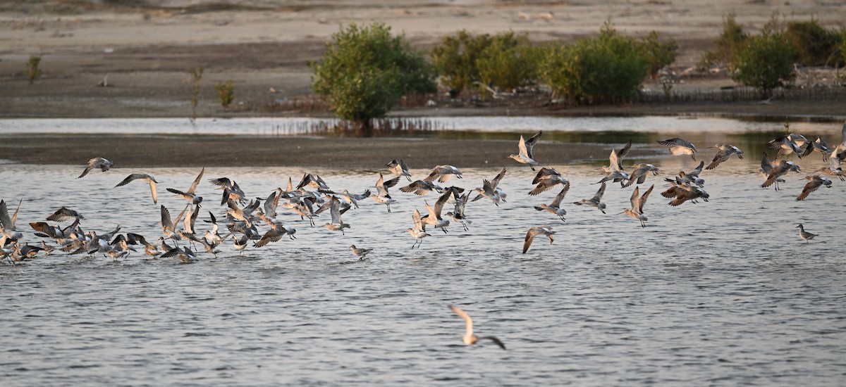 Bar-tailed Godwit - ML618142846