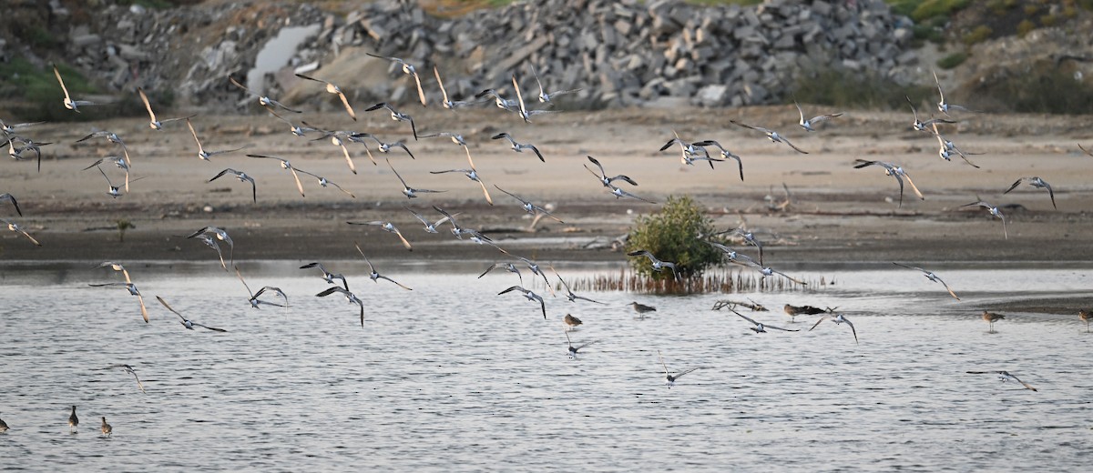 Bar-tailed Godwit - ML618142847