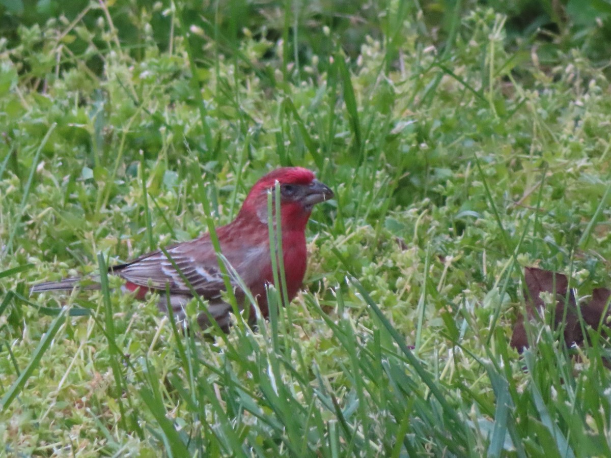House Finch - ML618142853