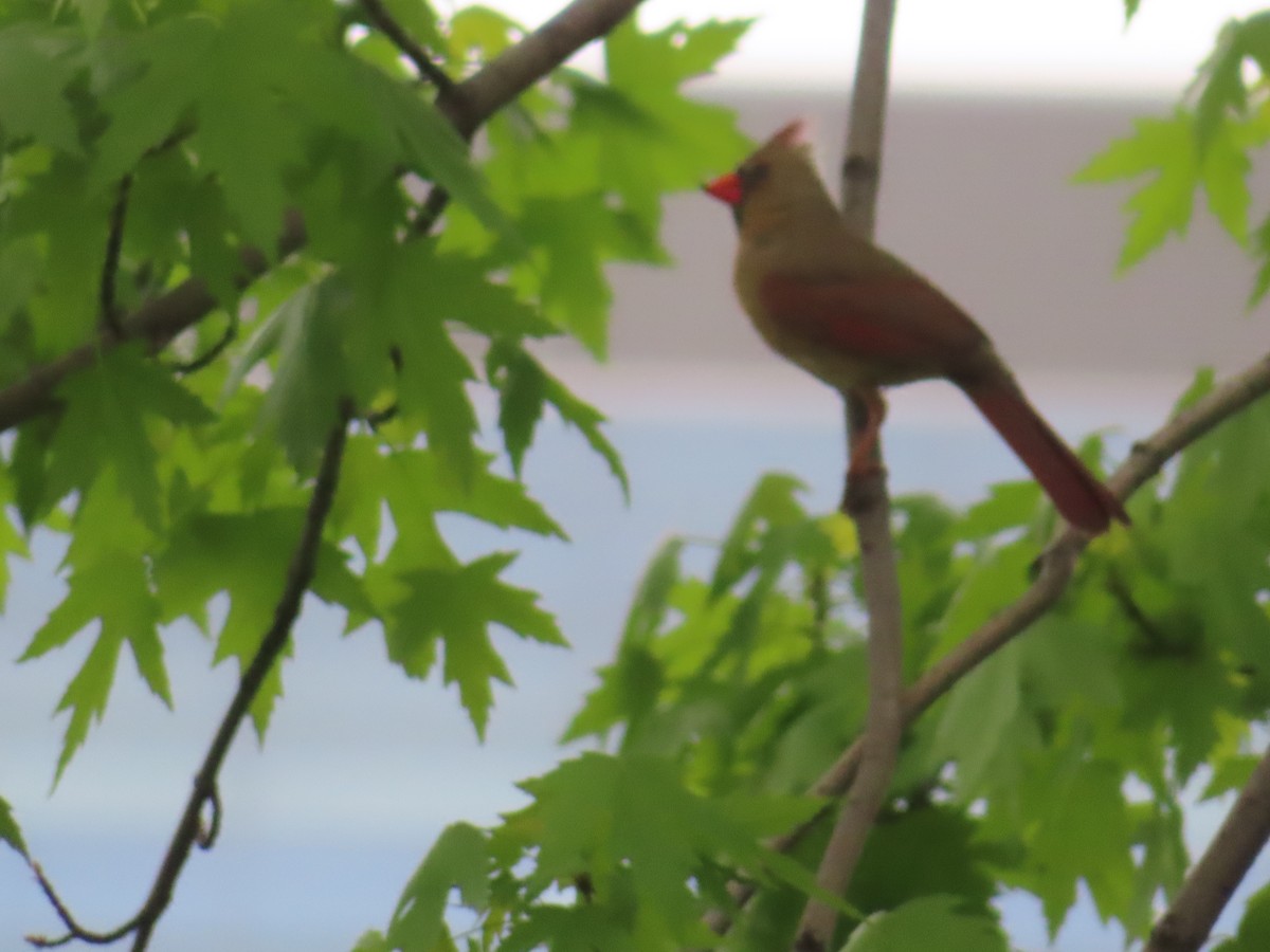 Northern Cardinal - ML618142863