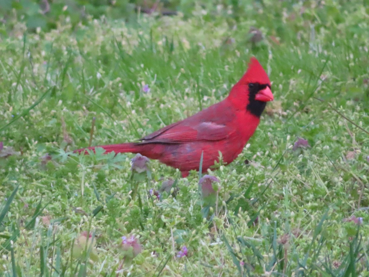 Northern Cardinal - ML618142875