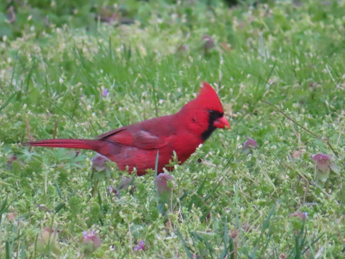 Northern Cardinal - ML618142876