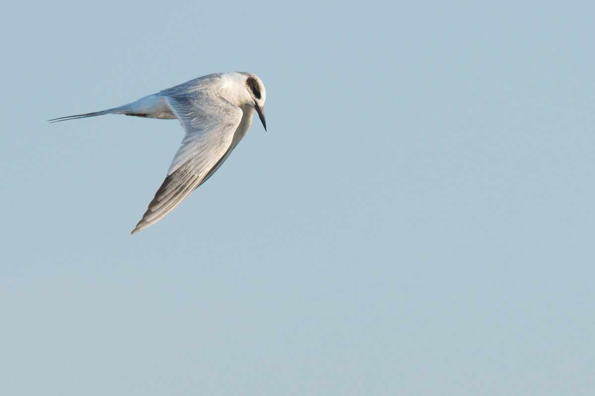 Forster's Tern - ML618142877