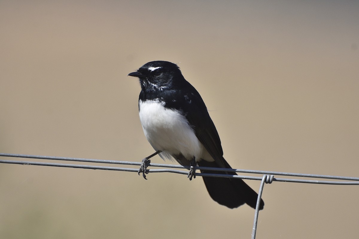 Willie-wagtail - ML618142918
