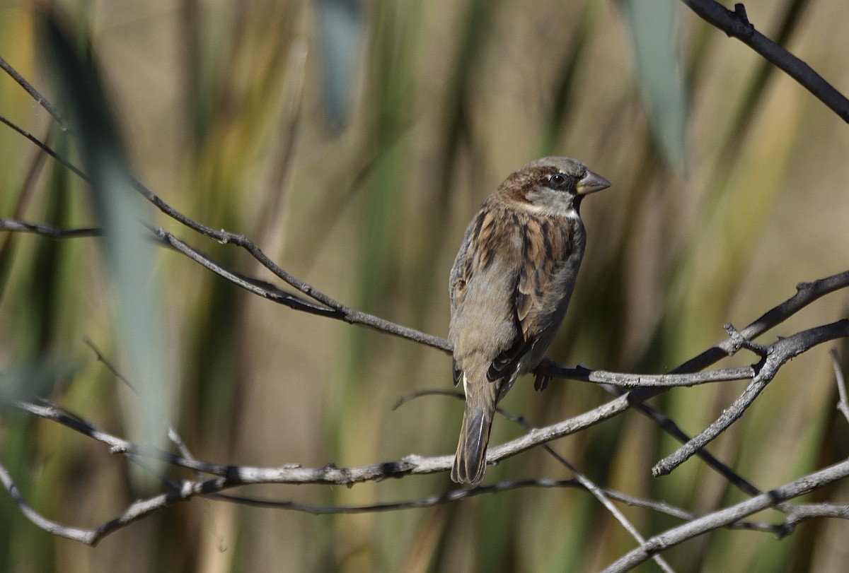 House Sparrow - ML618142924