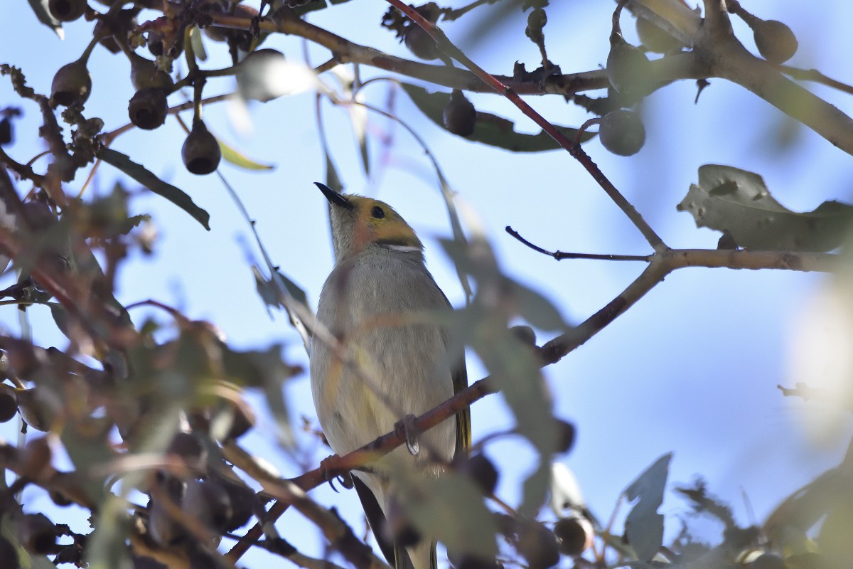 White-plumed Honeyeater - Anthony Katon