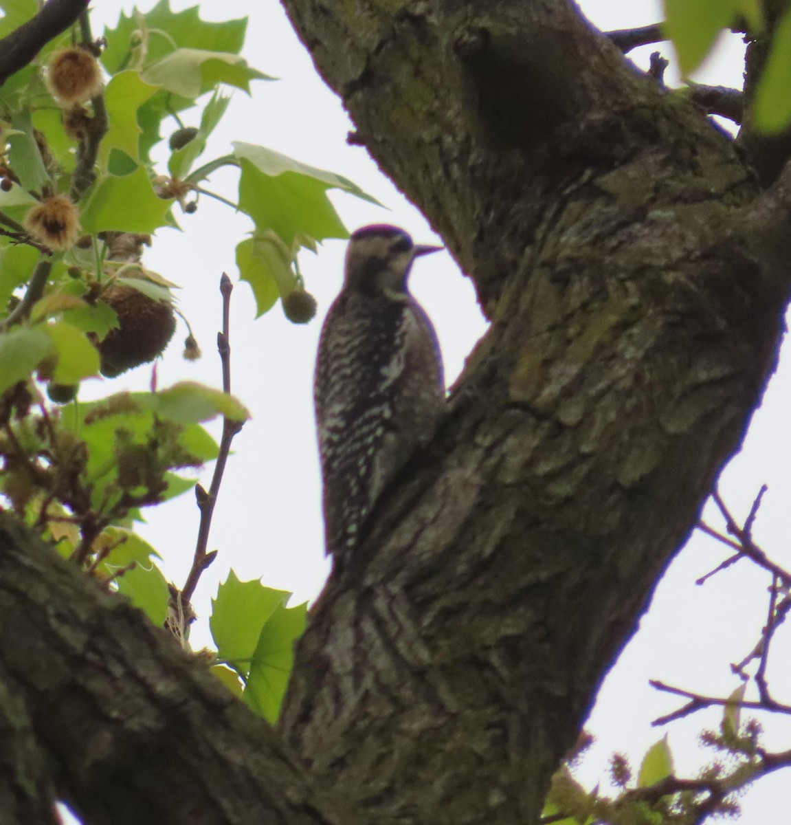 Yellow-bellied Sapsucker - ML618142937